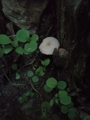 Fungi