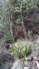 Prosthechea michuacana