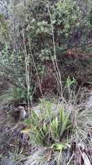 Prosthechea michuacana