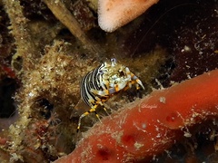 Gnathophyllum americanum