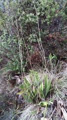 Prosthechea michuacana