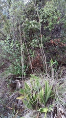 Prosthechea michuacana