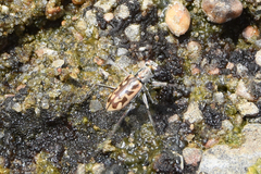 Ellipsoptera macra