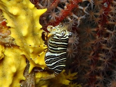 Gnathophyllum americanum