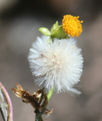Senecio helminthioides