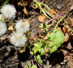 Senecio helminthioides