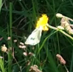 Pieris brassicae azorensis