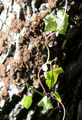 Senecio helminthioides