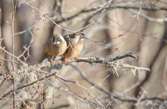 Trochalopteron affine