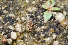 Ellipsoptera macra