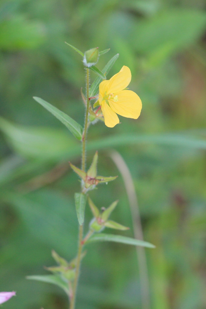 Spindleroot