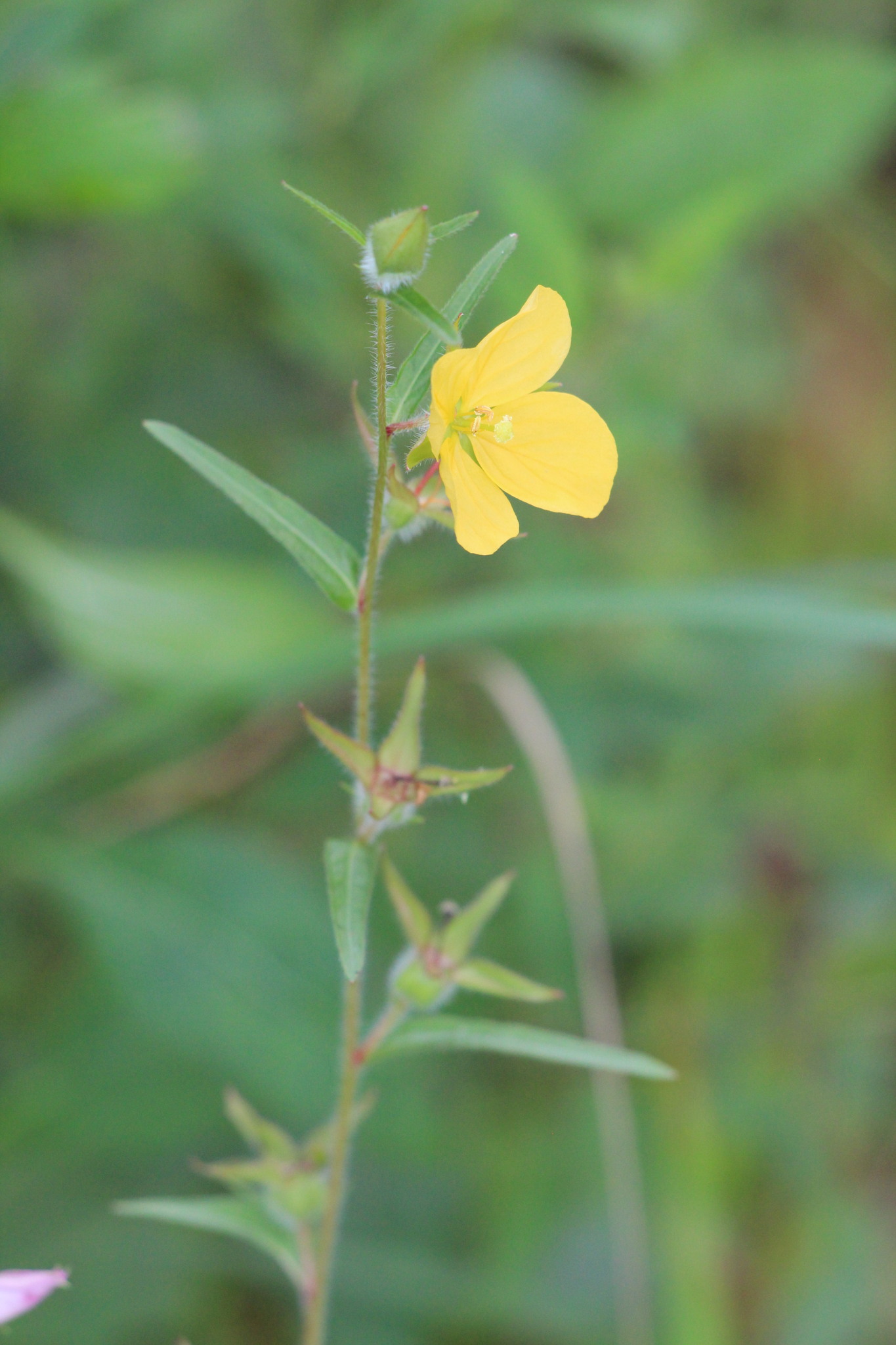 Ludwigia hirtella