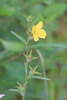 Spindleroot - Photo (c) Lisa Appelbaum, some rights reserved (CC BY-NC), uploaded by Lisa Appelbaum