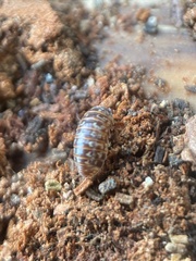 Armadillidium pulchellum