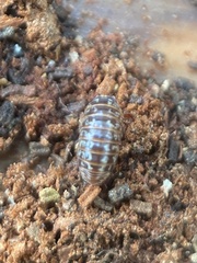 Armadillidium pulchellum