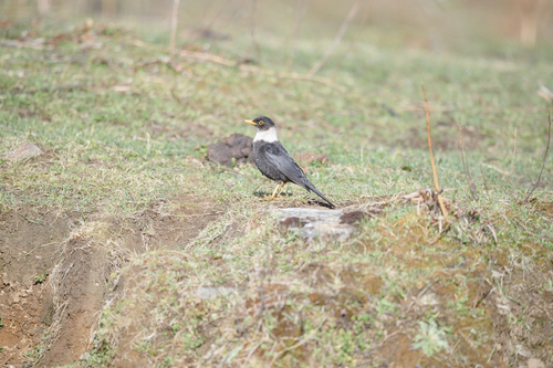 White-collared Blackbird (Turdus albocinctus), photo 5