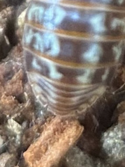 Armadillidium pulchellum