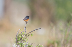 Phoenicurus ochruros phoenicuroides