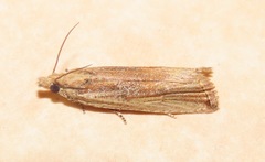 Bactra maiorina