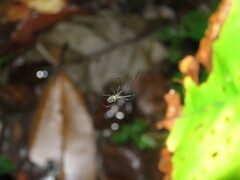 Leucauge regnyi