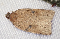 Meritastis polygraphana