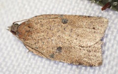 Meritastis polygraphana