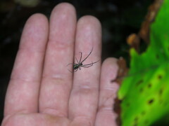 Leucauge regnyi