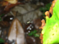 Leucauge regnyi