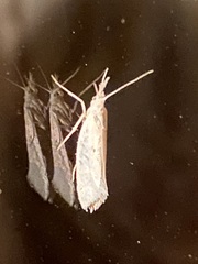 Plutella porrectella