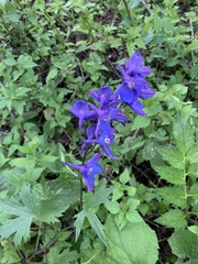 Delphinium cultorum