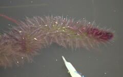 Utricularia stellaris