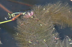 Utricularia stellaris