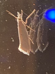 Plutella porrectella