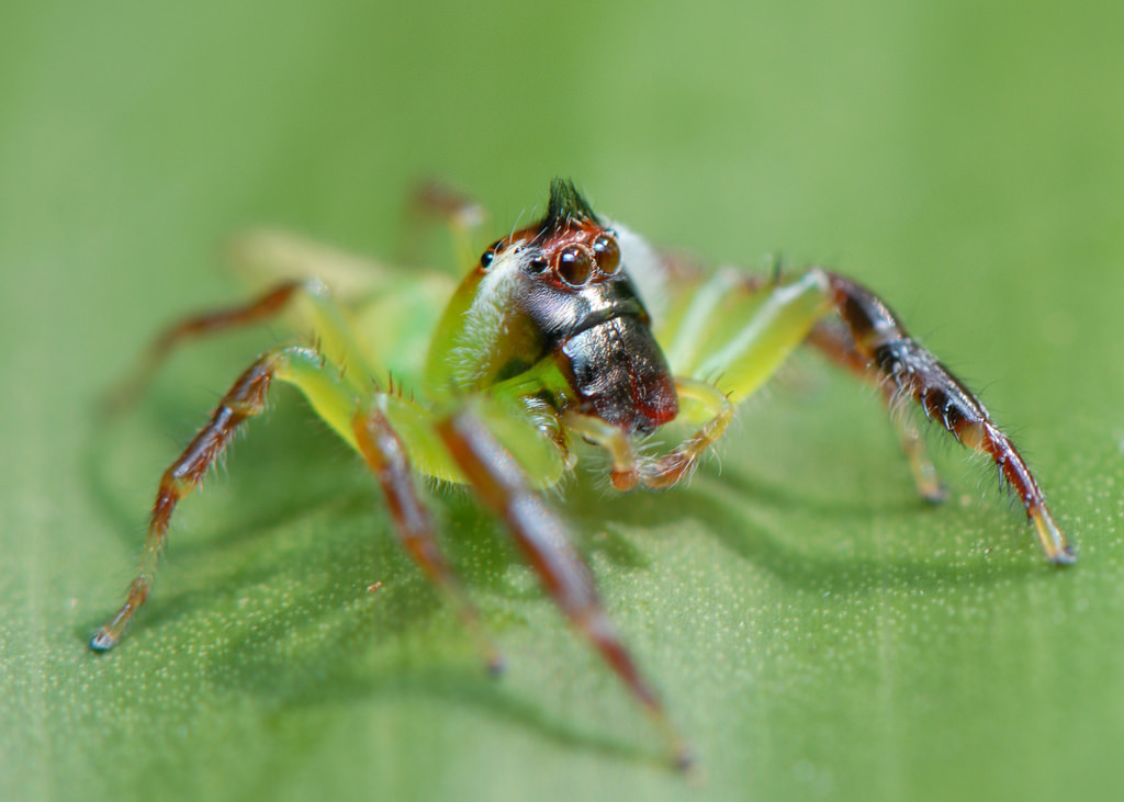 Green Jumping Spider: The Mopsus Mormon Care Guide!