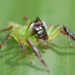 Green Jumping Spider - Photo (c) Sam Fraser-Smith, some rights reserved (CC BY)