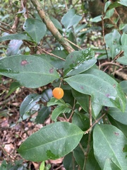 Eugenia pseudopsidium