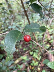Eugenia pseudopsidium