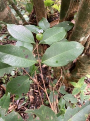 Eugenia pseudopsidium