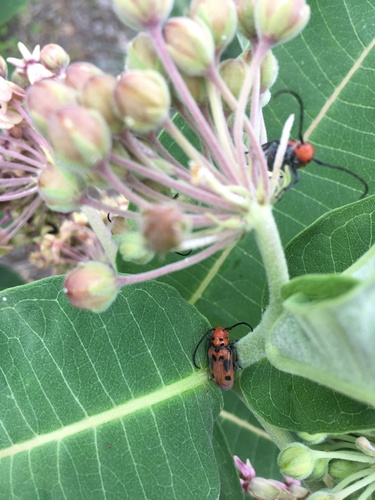 Red Milkweed Beetle