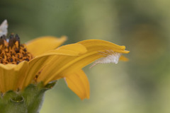 Stictocephala bisonia