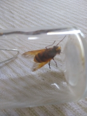Volucella zonaria