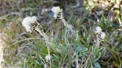 Antennaria carpatica