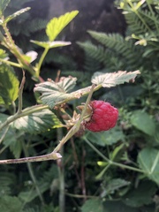 Rubus idaeus idaeus