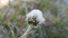 Antennaria carpatica