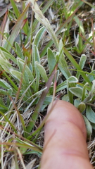 Antennaria carpatica