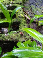 Epipedobates boulengeri