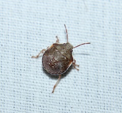 Dendrocoris humeralis