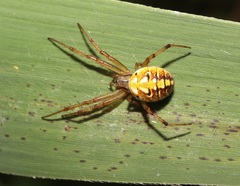 Neoscona adianta