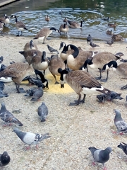 Branta canadensis
