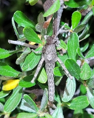 Clematodes larreae